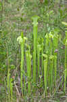 Green pitcherplant